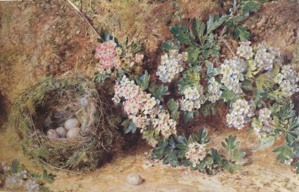 William Henry Hunt,OWS Chaffinch Nest and  May Blossom (mk46) oil painting image